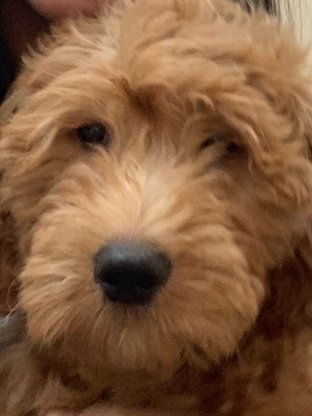 Meet your Posher, Jasmine